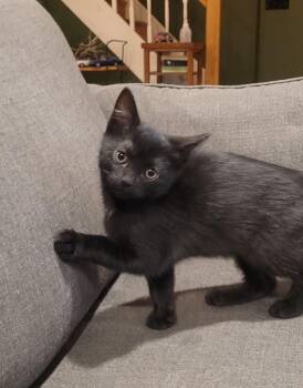 Tina -  Domestic Short Hair Cat for Adoption in Hamilton, Ontario - Tina | PetCurious