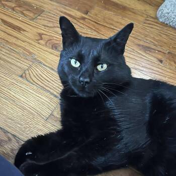 Domestic Short Hair Cats Available for Adoption - Eugene | PetCurious