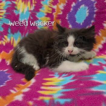 Weed Wacker -  Domestic Long Hair Cat for Adoption in Parkersburg, West Virginia - Weed Wacker | PetCurious