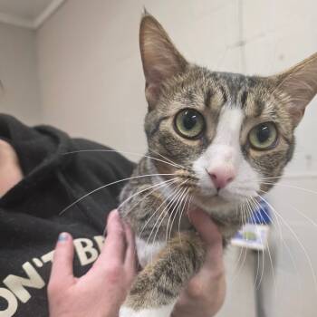 Rescue Domestic Short Hair Cats for Adoption in Clanton, Alabama - Malinko | PetCurious