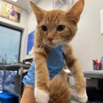 Peanut Butter -  Domestic Medium Hair Cat for Adoption in Columbiana, Alabama - Peanut Butter | PetCurious