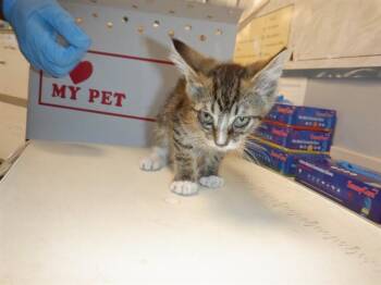 BEAVER -  Domestic Short Hair Cat for Adoption in San Jose, California - BEAVER | PetCurious