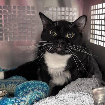 Maizy -  Domestic Short Hair Cat for Adoption in Mount Vernon, Indiana - Maizy | PetCurious