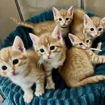 American Shorthair Cats Available for Adoption in Bethel, Connecticut - Kittens! | PetCurious