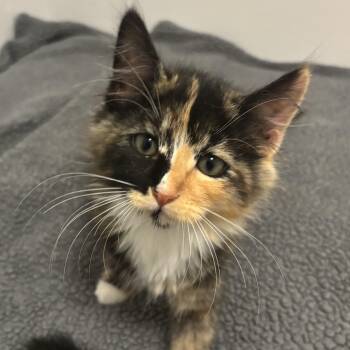 Venus -  Domestic Long Hair Cat for Adoption in Renton, Washington - Venus | PetCurious