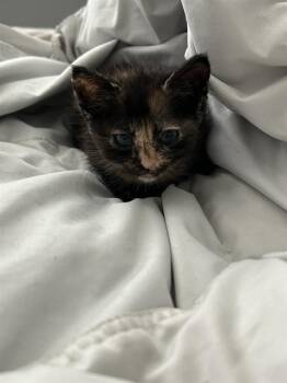 MUSHROOM -  Domestic Short Hair Cat for Adoption in Charlotte, North Carolina - MUSHROOM | PetCurious