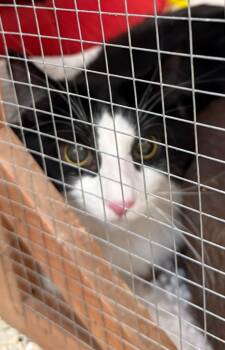 Rescue Domestic Long Hair Cats for Adoption in Saint Clairsville, Ohio - Oreo | PetCurious