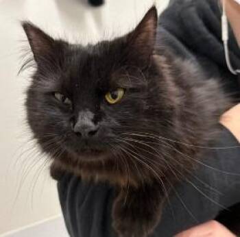 Domestic Short Hair Cats Available for Adoption in St. Cloud, Minnesota - Ash | PetCurious