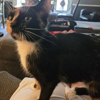 Rescue Calico Cats for Adoption - Urabella | PetCurious