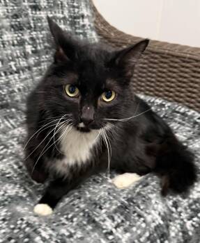 Roscoe -  Domestic Short Hair Cat Available for Adoption in Bolivia, North Carolina - Roscoe | PetCurious