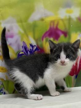Domestic Short Hair Cats Available for Adoption in San Antonio, Texas - Rachel Berry | PetCurious