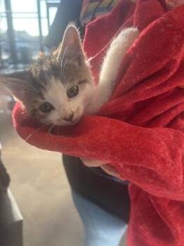 Ember -  Domestic Short Hair Cat Available for Adoption in West Chester, Pennsylvania - Ember | PetCurious