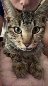 Jaws -  Domestic Short Hair Cat for Adoption in Statesboro, Georgia - Jaws | PetCurious