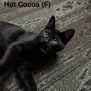 Hot Cocoa -  Domestic Short Hair Cat for Adoption in Medina, Ohio - Hot Cocoa | PetCurious