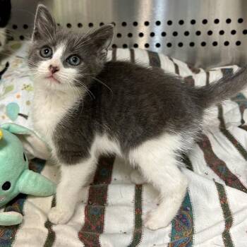 Philadelphia -  Domestic Short Hair Cat for Adoption in Baltimore, Maryland - Philadelphia | PetCurious