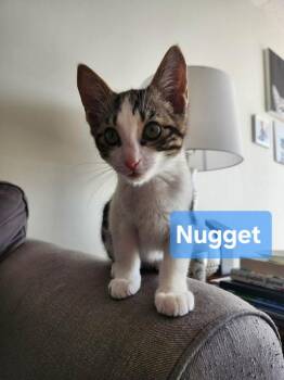 Nugget -  Domestic Short Hair Cat for Adoption in Mississauga, Ontario - Nugget | PetCurious
