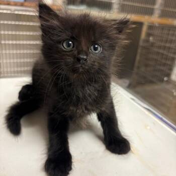 Domestic Long Hair Cats Available for Adoption in Ottawa, Kansas - Jupiter | PetCurious