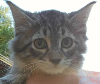 Bearr -  Domestic Long Hair Cat for Adoption in Hinckley, Illinois - Bearr | PetCurious