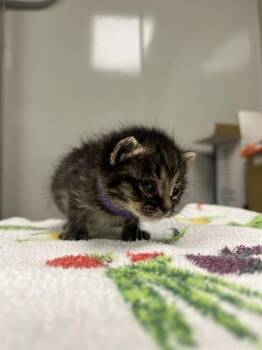 Domestic Medium Hair Cats Available for Adoption in Ontario, California - NEEDS FOSTER | PetCurious