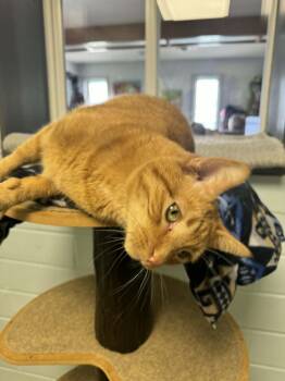 Domestic Short Hair Cats Available for Adoption in Cedar Rapids, Iowa - Milo | PetCurious