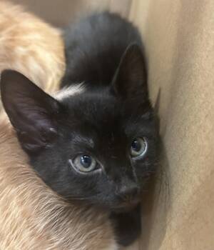 Brent -  Domestic Short Hair Cat for Adoption in Little Elm, Texas - Brent | PetCurious