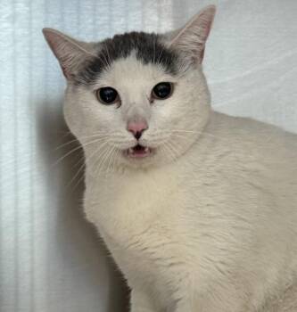 Domestic Short Hair Cats Available for Adoption in Golden, Colorado - Eggs | PetCurious