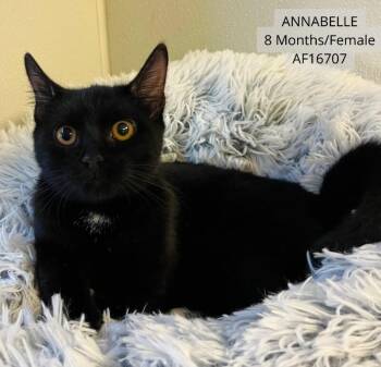Annabella -  Domestic Short Hair Cat for Adoption - Annabella | PetCurious