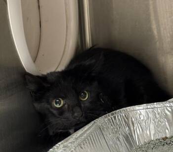(652) -  Domestic Short Hair Cat for Adoption in Marietta, Georgia - (652) | PetCurious