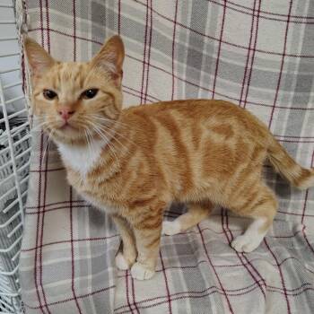 Domestic Short Hair Cats Available for Adoption in Coos Bay, Oregon - Rosie | PetCurious
