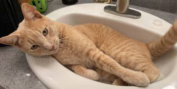 Opie -  Tabby Cat for Adoption in Woodland, California - Opie | PetCurious