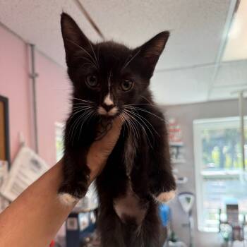 Rescue Domestic Short Hair Cats for Adoption in Port Richey, Florida - Titus | PetCurious