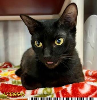 MADELINE -  Domestic Short Hair Cat for Adoption in West Palm Beach, Florida - MADELINE | PetCurious