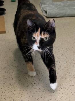 Jazzy -  Domestic Short Hair Cat for Adoption in Amery, Wisconsin - Jazzy | PetCurious