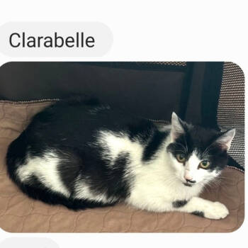 Rescue Domestic Short Hair Cats for Adoption in Carmel, Indiana - Clarabelle | PetCurious
