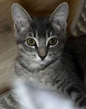 Iris -  Domestic Short Hair Cat for Adoption in Seal Beach, California - Iris | PetCurious