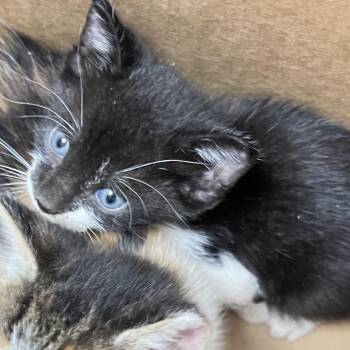 Nerida -  Domestic Short Hair Cat for Adoption in Philadelphia, Pennsylvania - Nerida | PetCurious