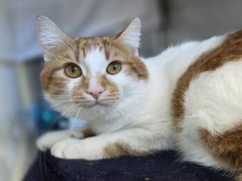 Domestic Short Hair Cats Available for Adoption in Westland, Michigan - Draco | PetCurious
