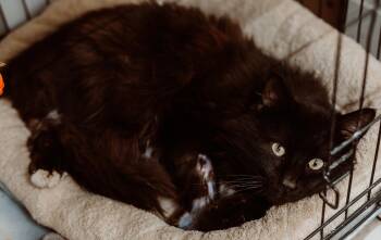 Domestic Long Hair Cats Available for Adoption in Le Mars, Iowa - Squeakers | PetCurious