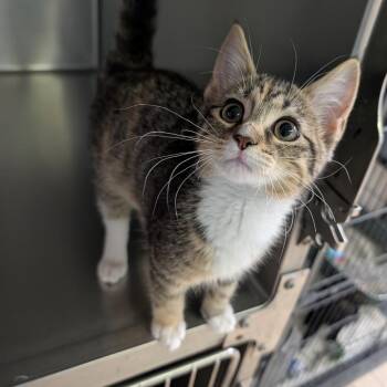 Baby -  Domestic Short Hair Cat for Adoption in Cape Girardeau, Missouri - Baby | PetCurious