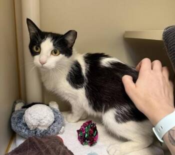 Redbud -  Domestic Short Hair Cat for Adoption in Fairfax, Virginia - Redbud | PetCurious