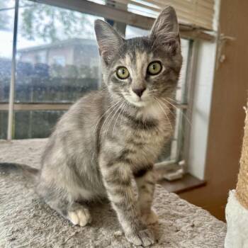 Laverne -  Domestic Short Hair Cat for Adoption in Granville, Ohio - Laverne | PetCurious