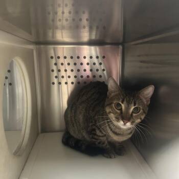 Domestic Short Hair Cats Available for Adoption in Starkville, Mississippi - Mikey | PetCurious