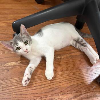 Lou Bega -  Domestic Short Hair Cat for Adoption in Los Angeles, California - Lou Bega | PetCurious