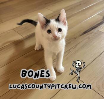 Rescue American Shorthair and Domestic Short Hair Cats for Adoption in Toledo, Ohio - Bones | PetCurious