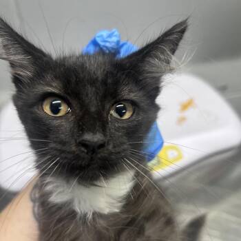 Lucy -  Domestic Medium Hair Cat for Adoption in Summerville, South Carolina - Lucy | PetCurious