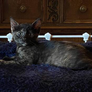 Hearts -  Domestic Short Hair Cat for Adoption in Candler, North Carolina - Hearts | PetCurious