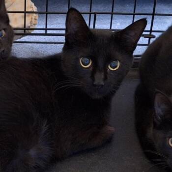 Midnite -  Domestic Short Hair Cat for Adoption in Montgomery, Alabama - Midnite | PetCurious