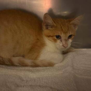 Ziti -  Domestic Short Hair Cat for Adoption in Bristol, Indiana - Ziti | PetCurious