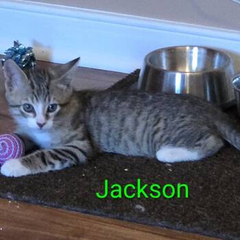Jackson -  Domestic Short Hair Cat for Adoption in Ashland, Virginia - Jackson | PetCurious