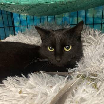 Bombay and Domestic Short Hair Cats Available for Adoption - Mooney | PetCurious